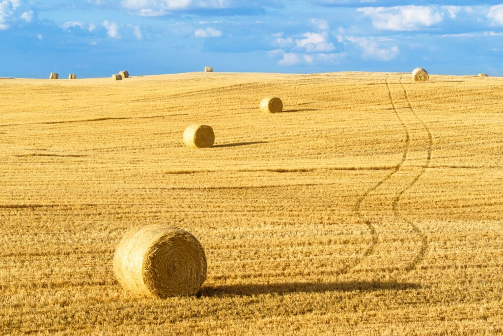 A golden field with large round hay bales scattered across harvested ranch land under a partly cloudy blue sky. Tire tracks curve through the dry stubble, leading toward distant bales on this scenic recreational land for sale.