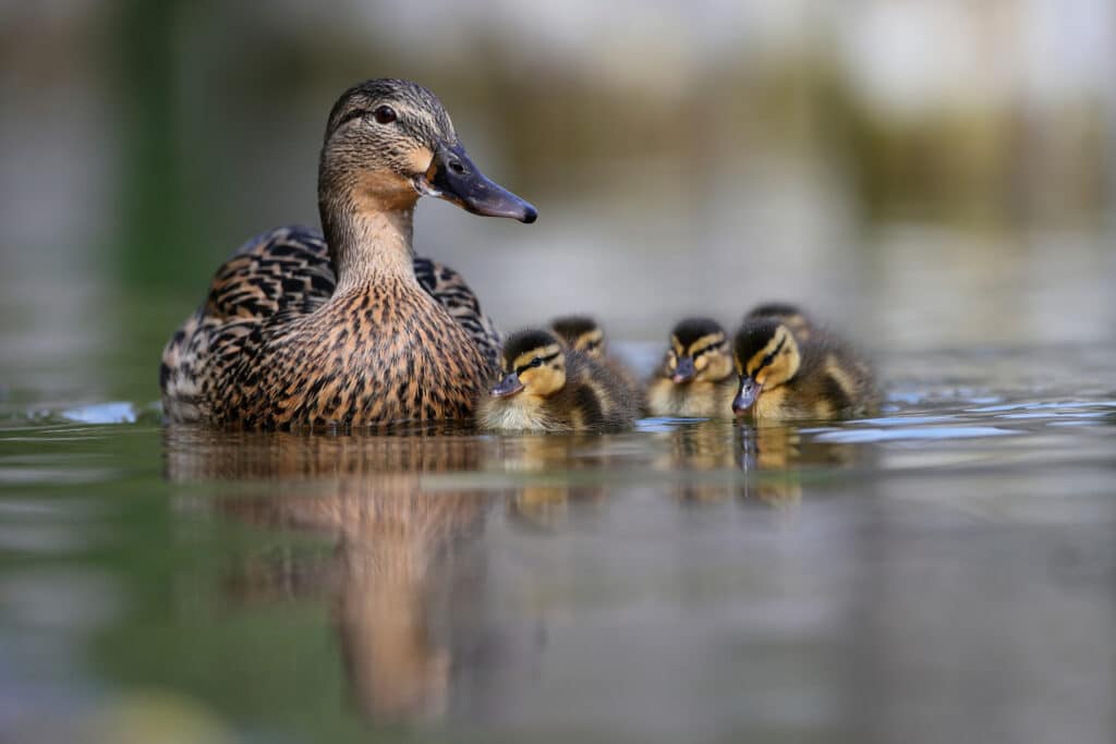 A mother duck glides over calm water with four fluffy ducklings closely following, their reflections shimmering—a serene scene often found on recreational land or near a ranch for sale.