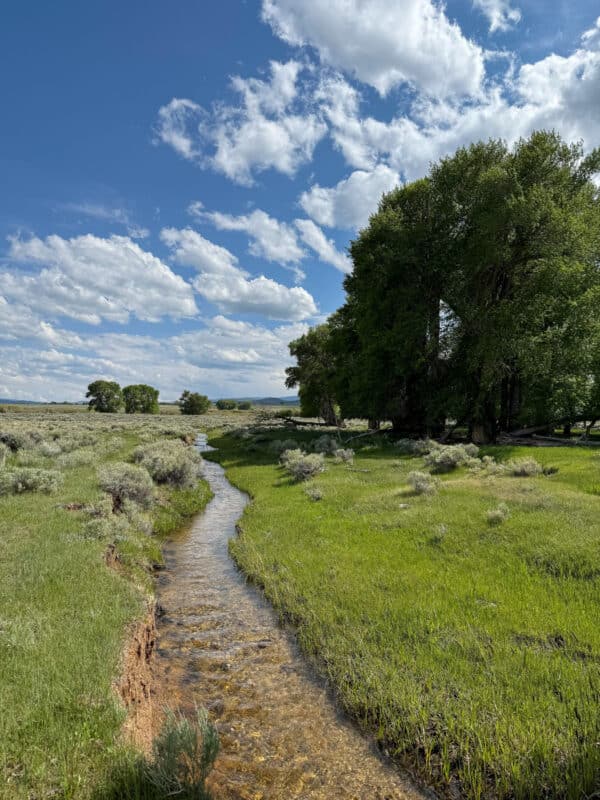 A narrow, clear stream flows through a green grassy field with scattered shrubs—ideal recreational land. Tall trees line the right side under a blue sky filled with fluffy white clouds.