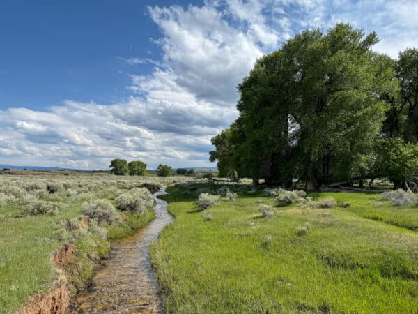 A narrow stream winds through recreational land, bordered by shrubs and tall leafy trees under a blue sky with scattered clouds. Ideal for those seeking scenic ranch land for sale.