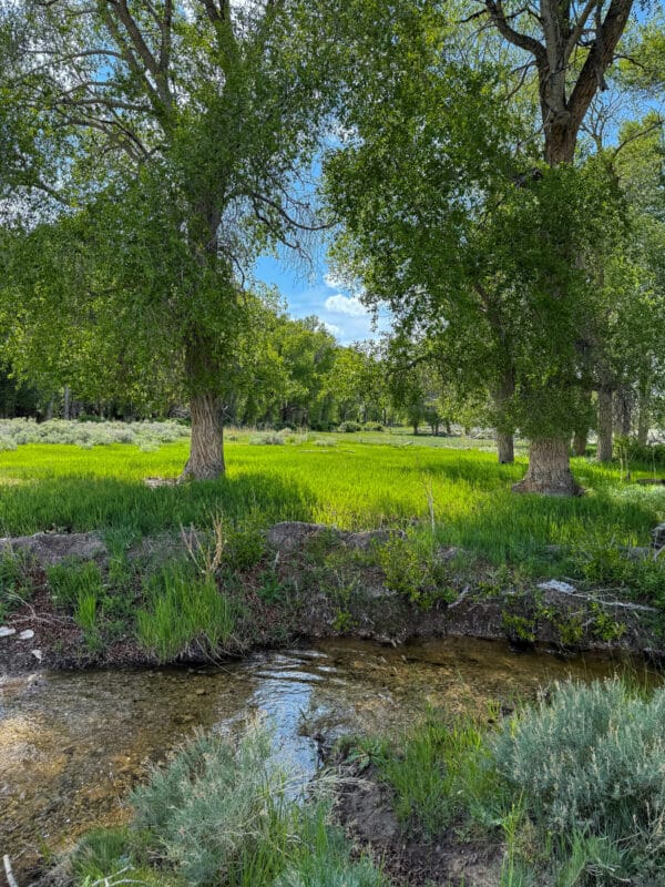 A clear stream runs through green grass and dense trees under a blue sky with scattered clouds, creating a peaceful, sunlit natural landscape—ideal recreational land or possible hunting property.