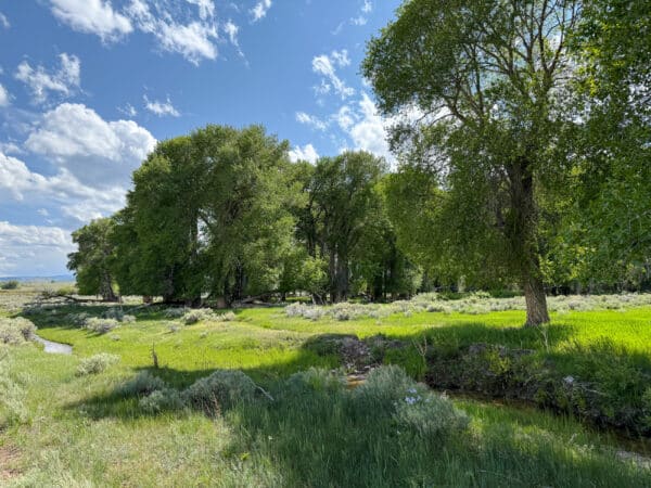 A lush green meadow with tall trees under a bright blue sky and scattered clouds. A small stream winds through the grassy recreational land, creating a peaceful natural scene—ideal for cattle ranch or those seeking land for sale.