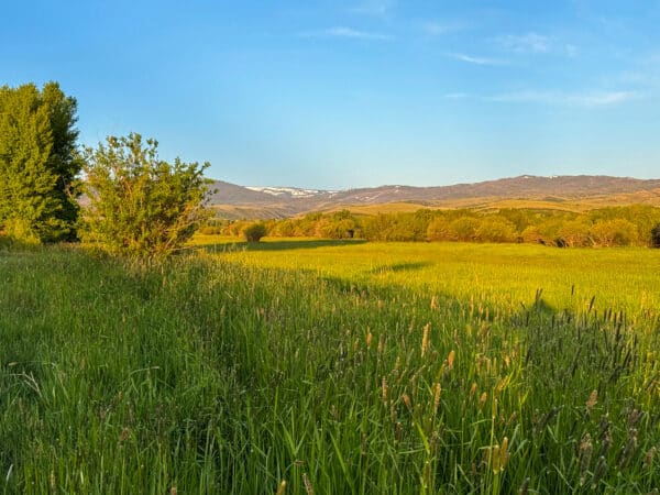 A sunlit grassy meadow with tall green grass and scattered shrubs, bordered by trees—ideal as a hunting property or ranch for sale. Distant hills and mountains are visible under a clear blue sky.