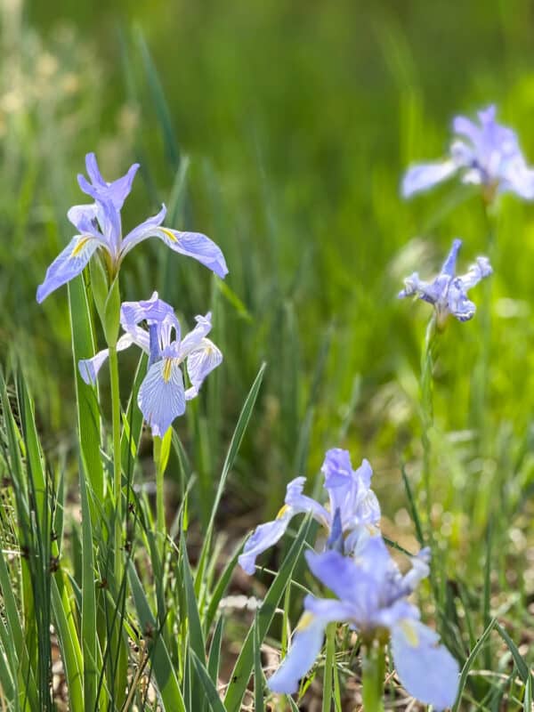 Light purple iris flowers bloom among green grass in a sunlit outdoor setting on recreational land, with a soft-focus background of more flowers and greenery.