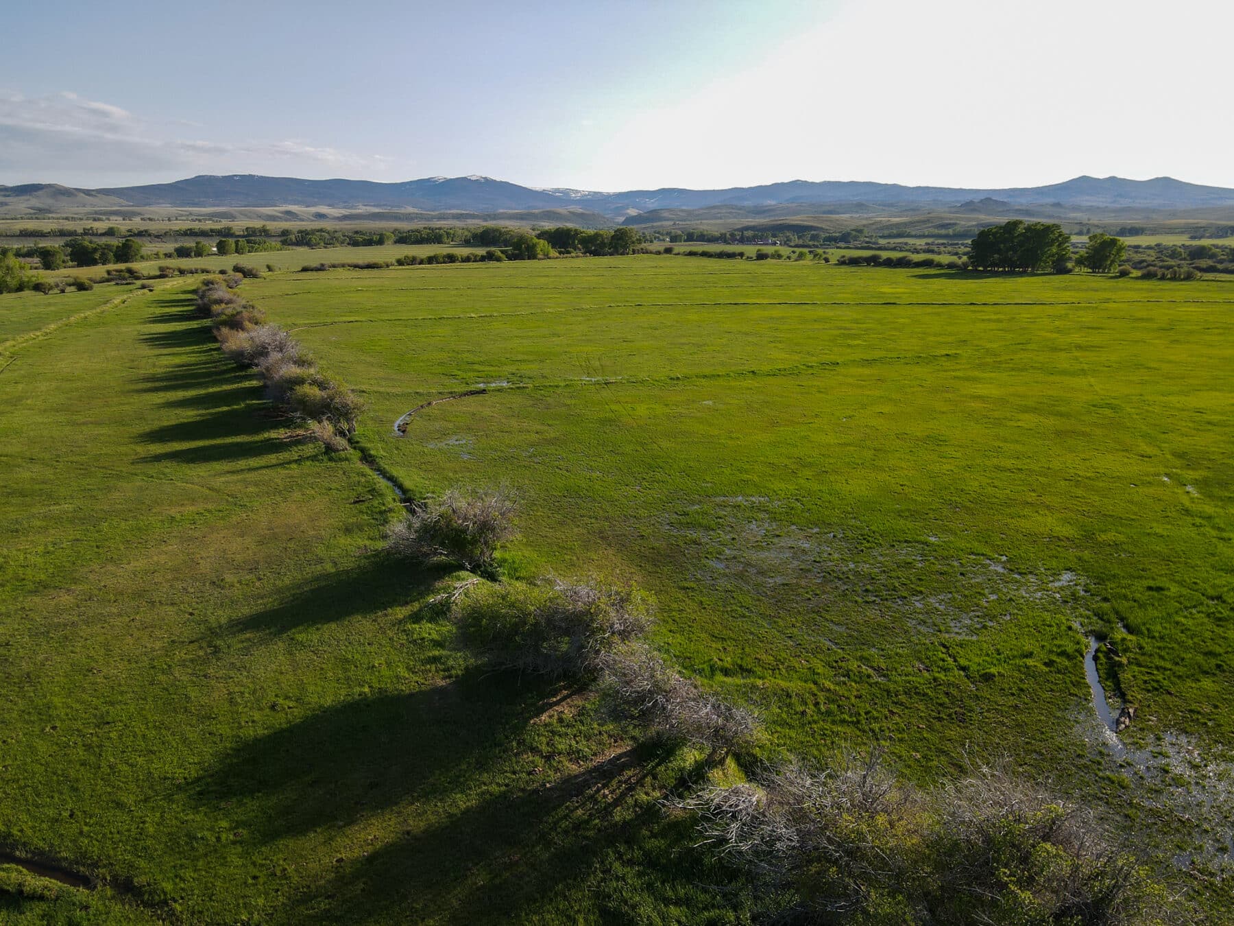 Lush irrigated field in