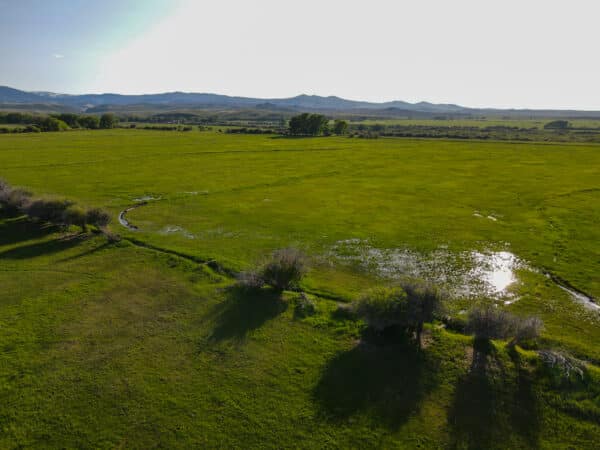 A wide, green field with patches of water reflecting sunlight, bordered by trees casting long shadows—perfect as a cattle ranch—with distant hills and a clear sky in the background.
